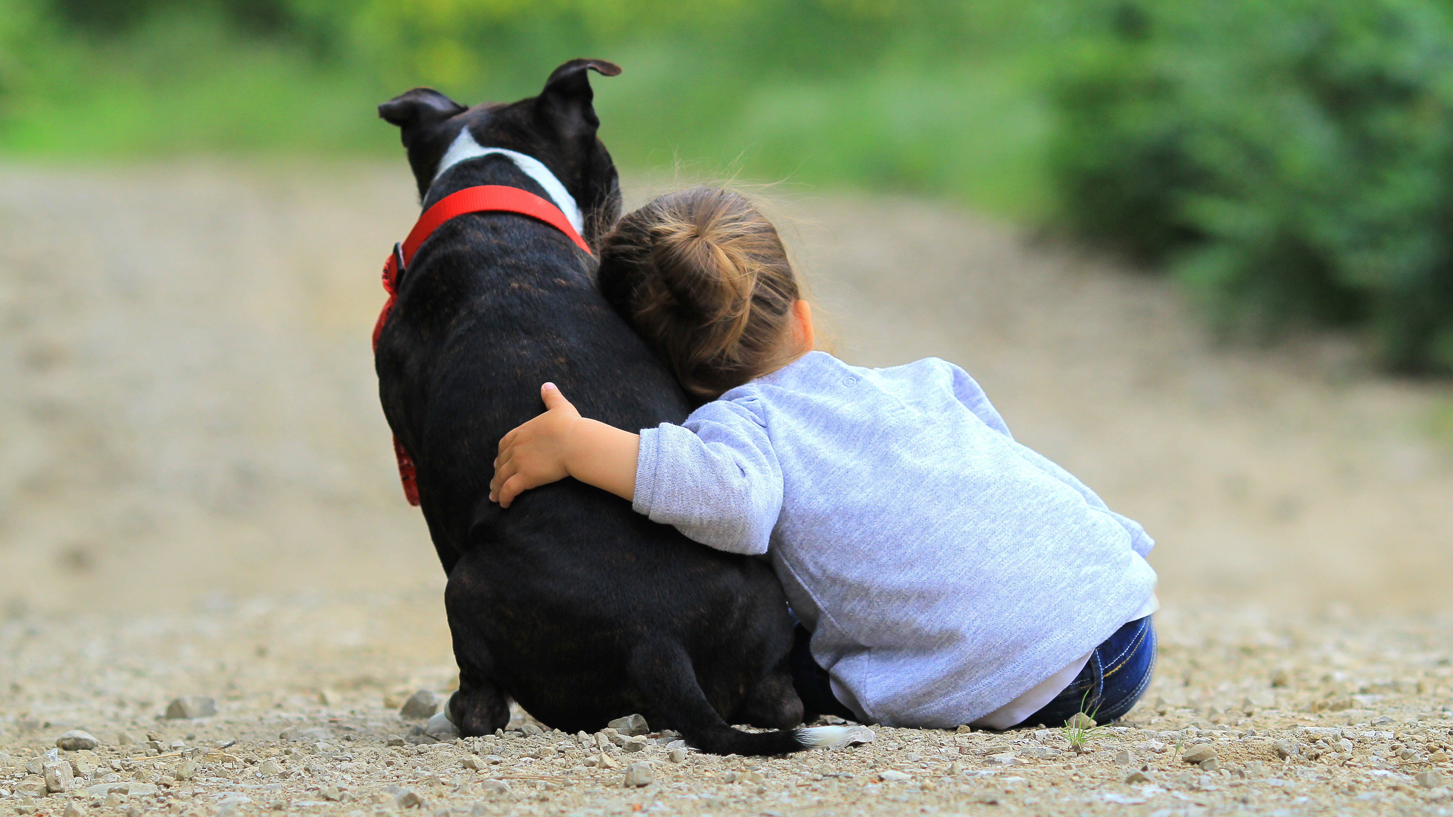 animales  perros