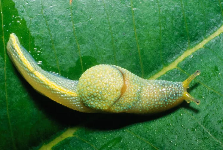 babosa cupído babosa cupído