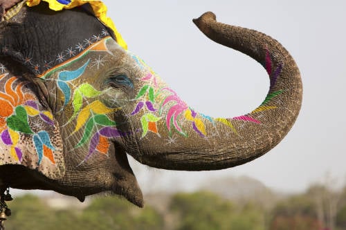 Conoce los animales sagrados según cada cultura