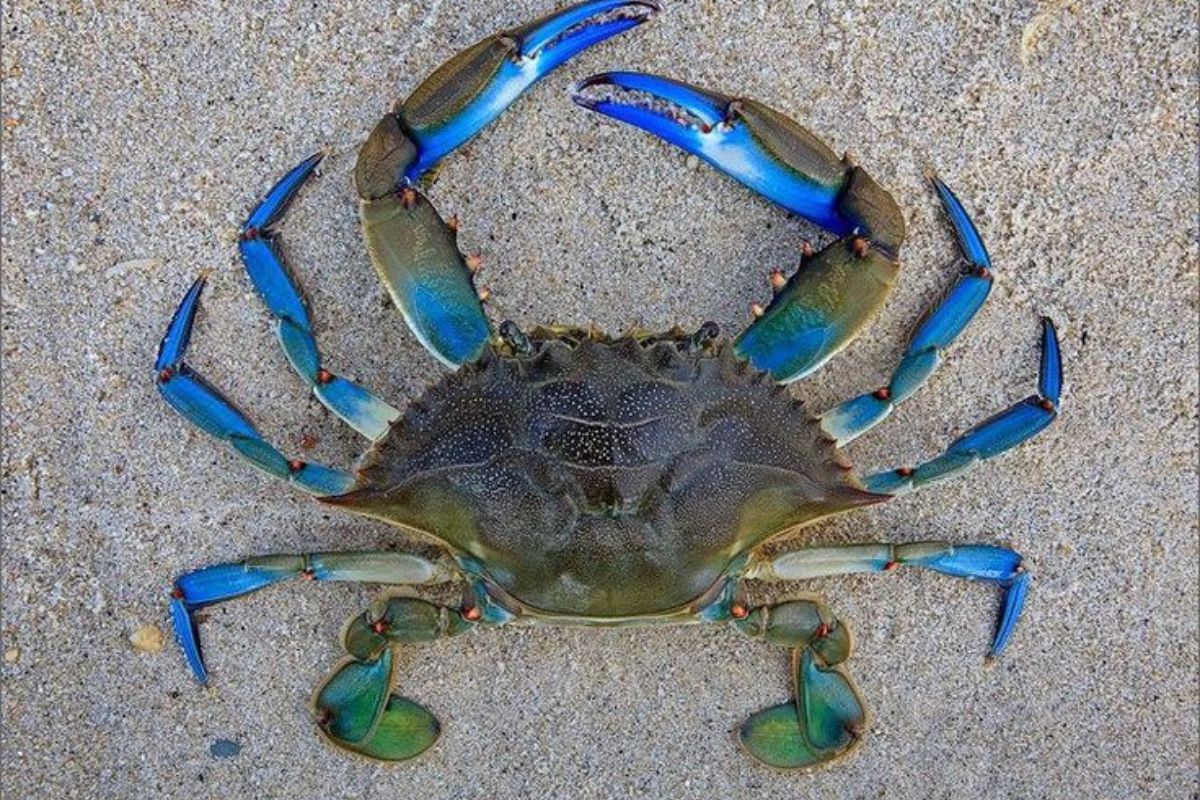 cangrejo azul En varias regiones del Adriático, los pescadores reportan pérdidas significativas por daños a las redes, disminución de especies comerciales y captura involuntaria del cangrejo azul. (Pinterest)