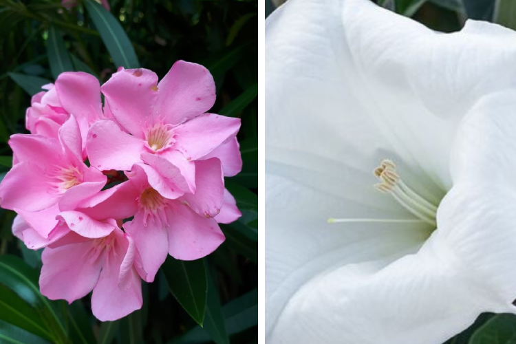 flores toxicas Imagen: Pinterest