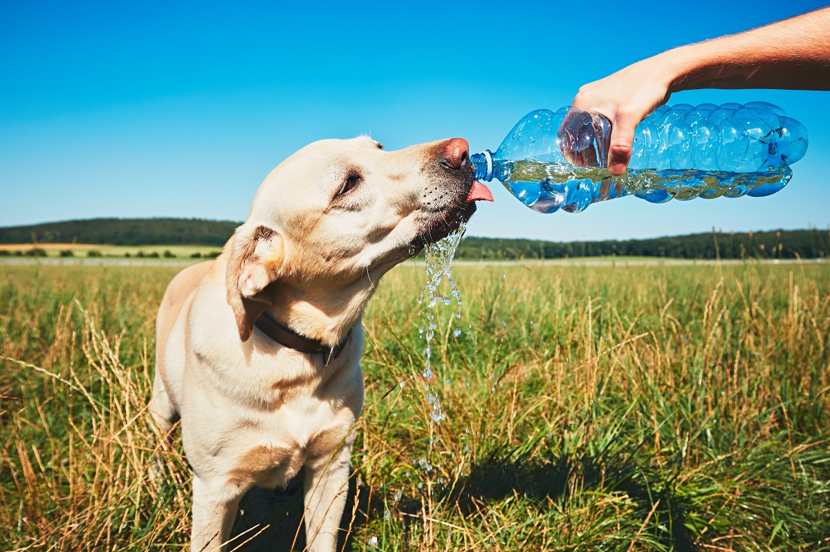 Golpe de calor en perros Golpe de calor en perros