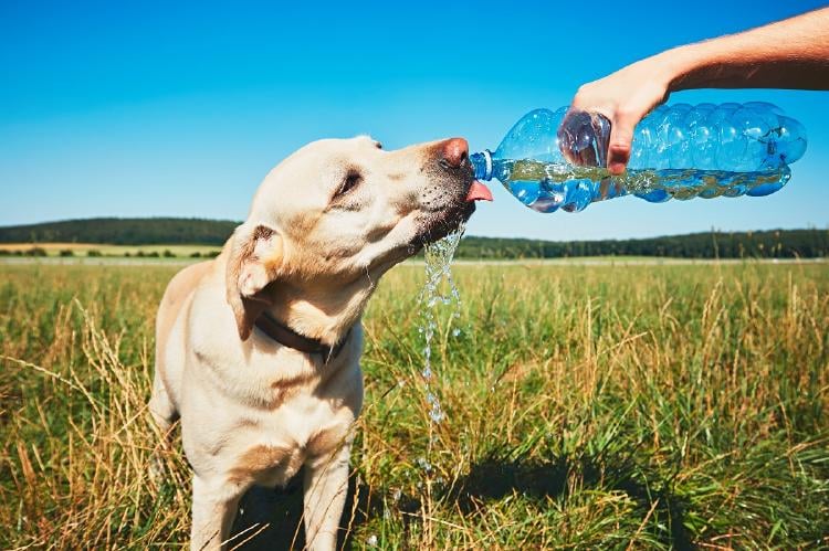 Golpe de calor en perros