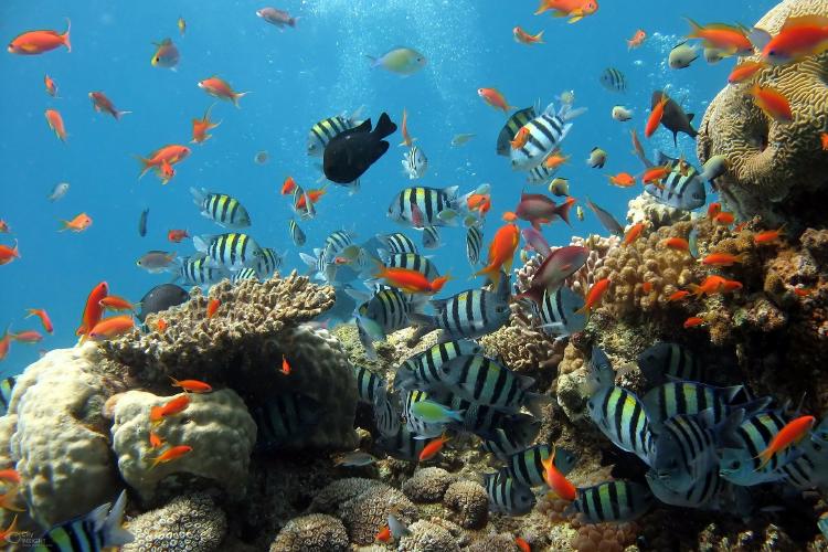 corales enfermedad en el Caribe está matando corales en tiempo récord