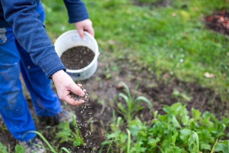 alternativas naturales para sustituir el uso de fertilizantes 