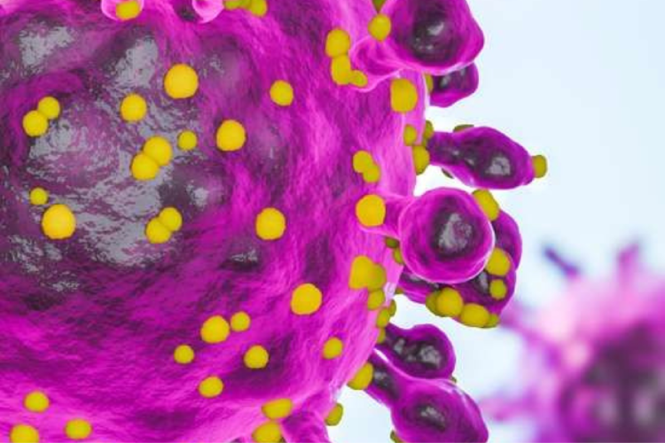 virus La enfermedad del Oropuche es una afección febril, de la que los pacientes suelen recuperarse velozmente, aunque algunos presentan síntomas graves (Foto: Pinterest)