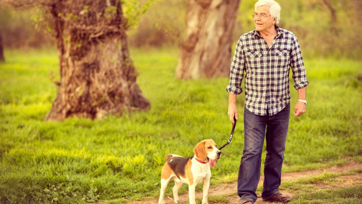perro tercera edad perro tercera edad