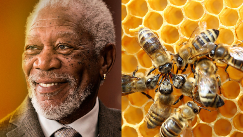 _portada bioguia _portada bioguia