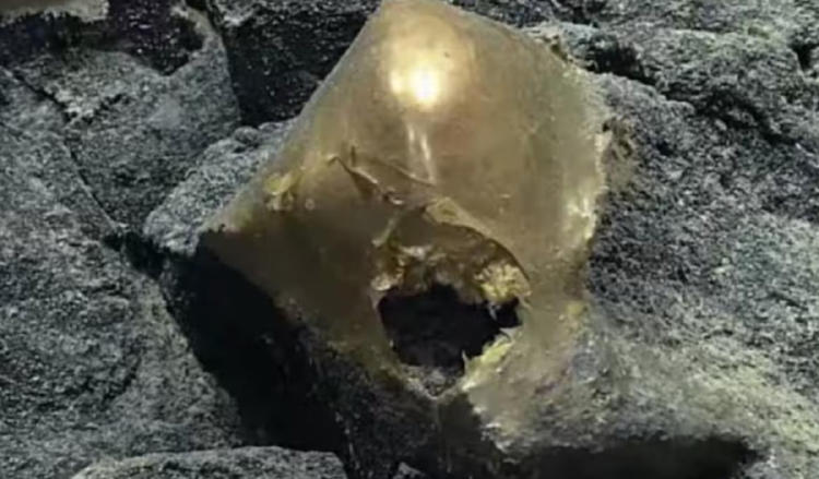 huevo dorado mar2 huevo dorado mar2