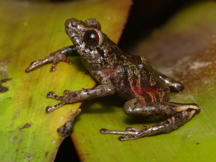 Pristimantis burtoniorum