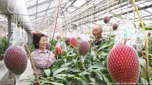 mango miyazaki mango miyazaki