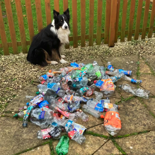 perrito basura 3 perrito basura 3