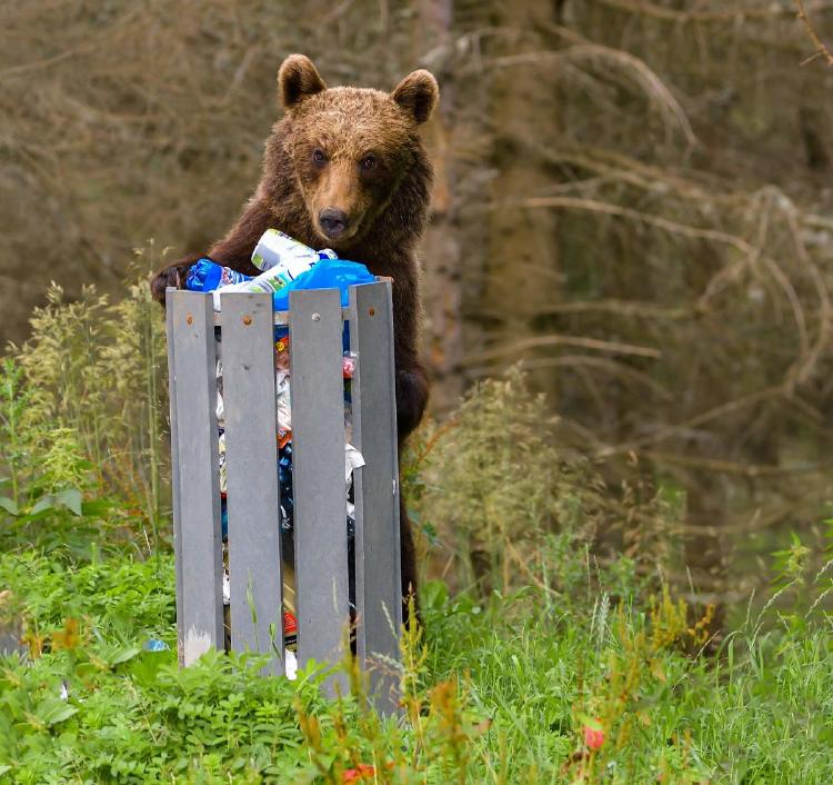 Osos pardos residuos Suecia Osos pardos residuos Suecia