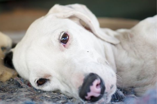 perro acostado Alerta: ¿Cómo prevenir la enfermedad de Lyme y la leishmaniosis en perros?. Con el aumento de las temperaturas, también se incrementan los casos de perros afectados por infecciones como la leishmaniosis. (Foto: Pinterest)