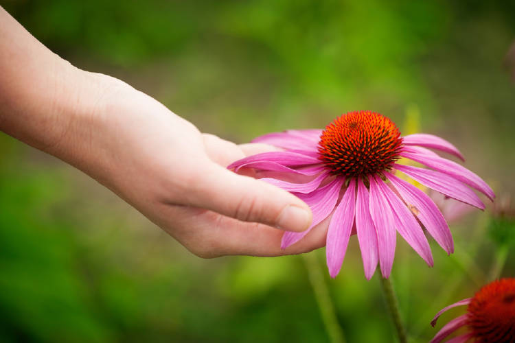 Flor de equinácea