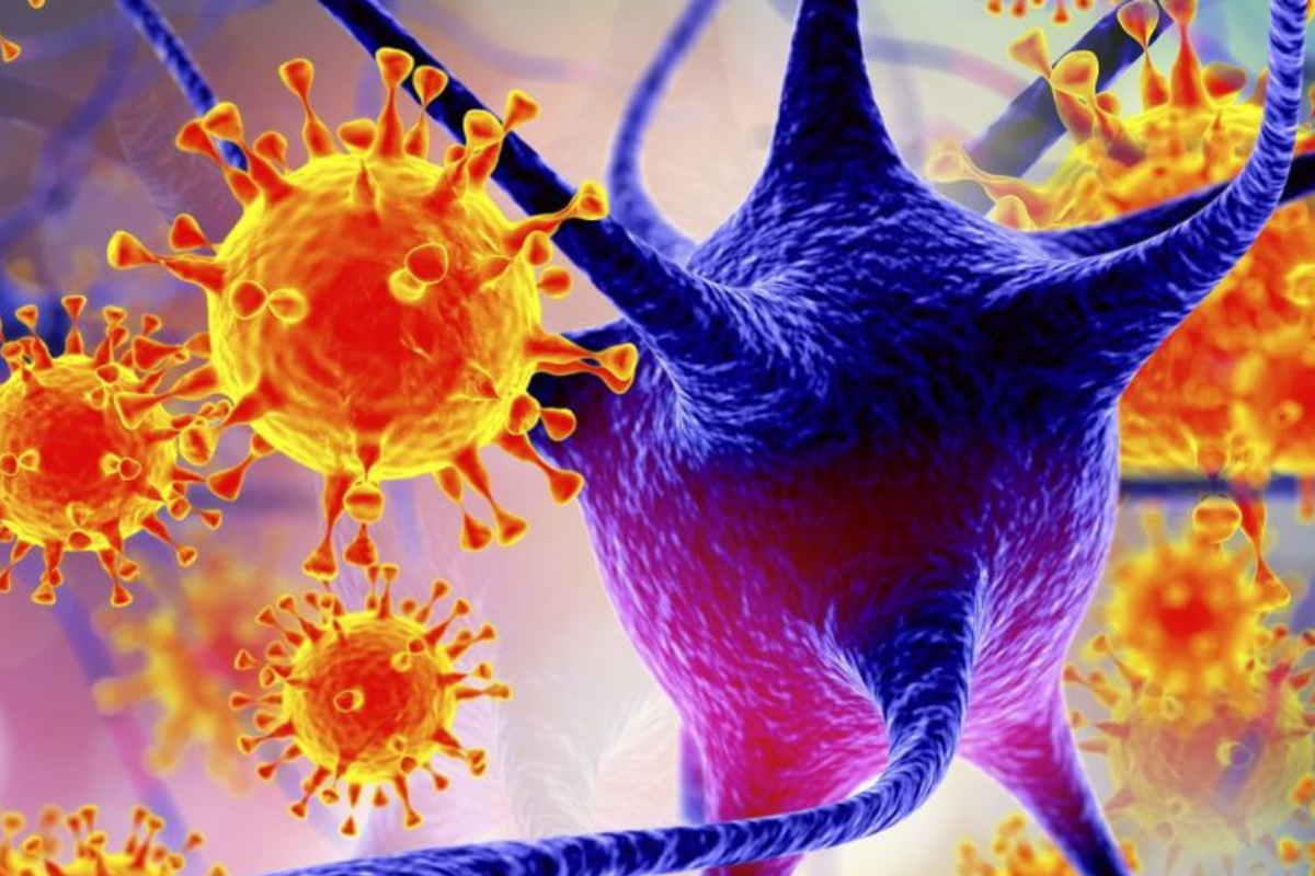 herpes Descubren graves daños del herpes en el cerebro a través del virus simple tipo 1 (HSV 1), conocido por causar lesiones temporales en los dos tercios de la población mundial. (Foto: www.65ymas.com)