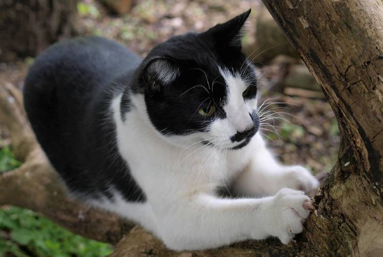 Dale a tu gato un lugar donde arañar