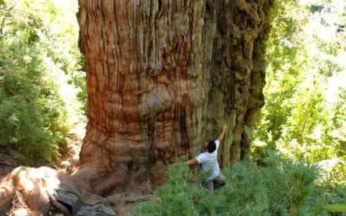 cipres 5000 años chile cipres 5000 años chile