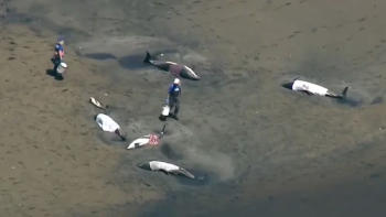 rescate delfines2 rescate delfines2