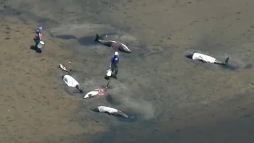 rescate delfines2 rescate delfines2