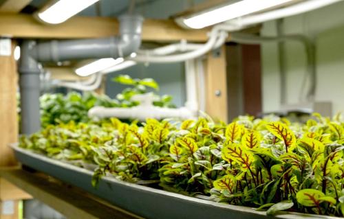 Alimentación basada en plantas Alimentación basada en plantas