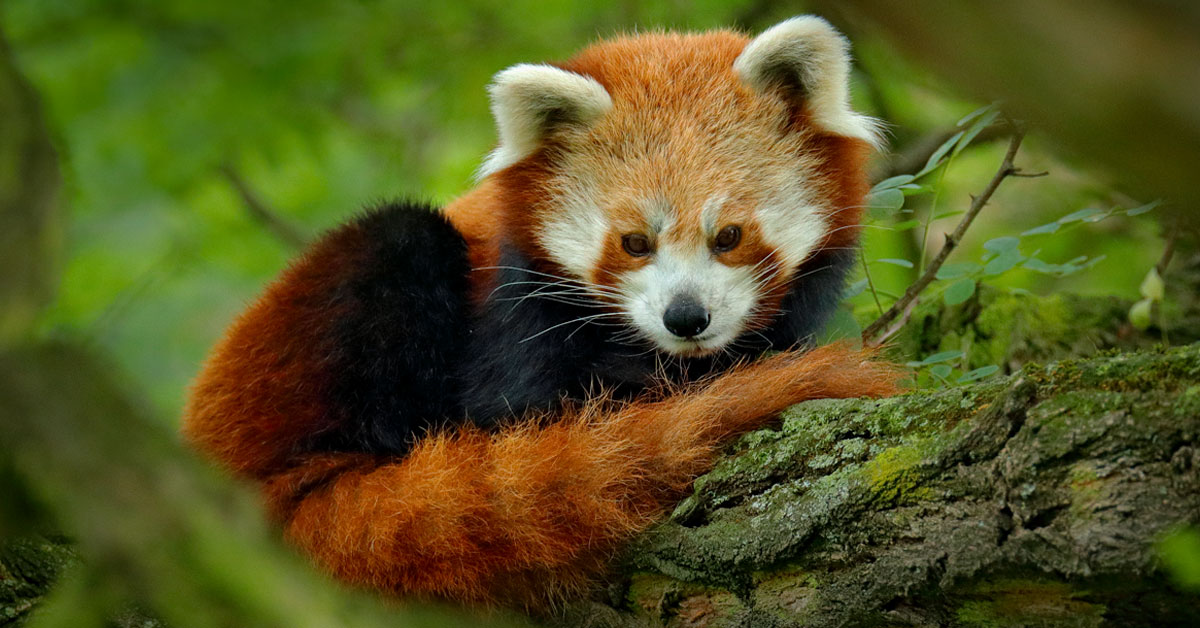 Panda Rojo Un Pequeno Animal En Peligro Por La Deforestacion Bioguia