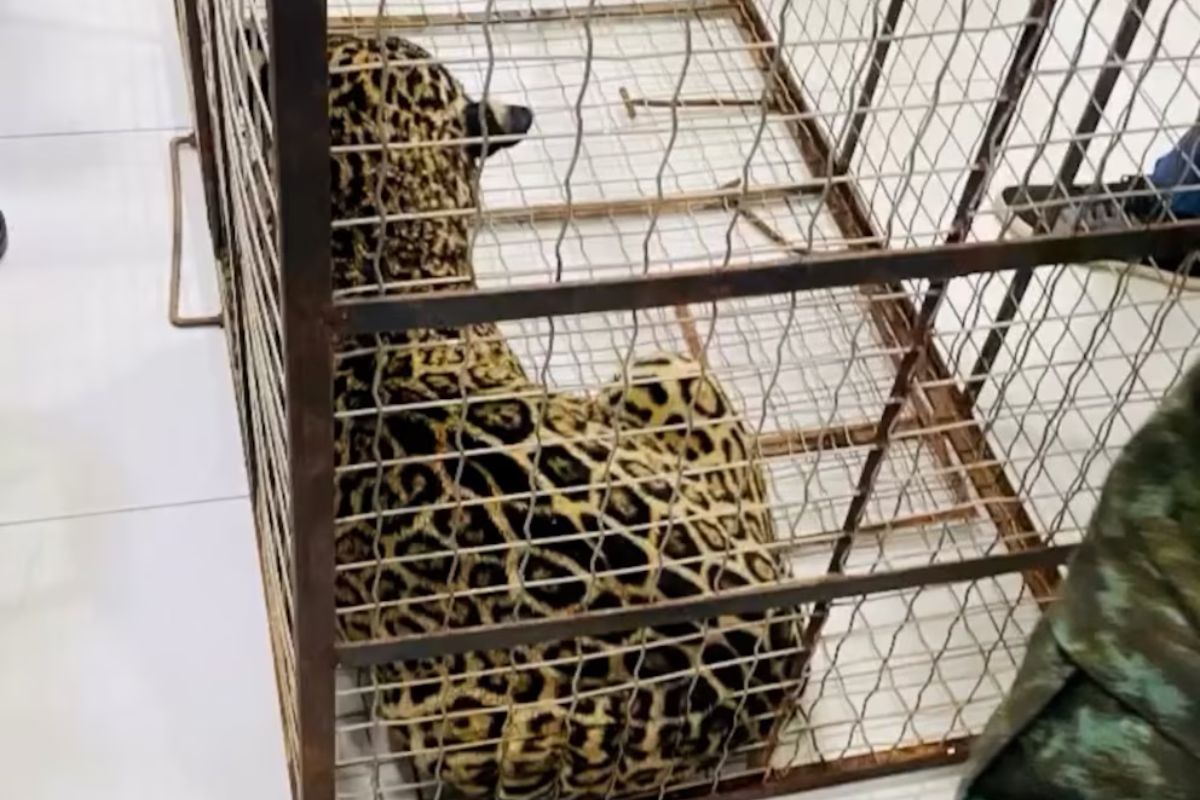 El jaguar sigue bajo atención veterinaria y muestra mejoría en su estado de salud. (IG: @laiff ufam)