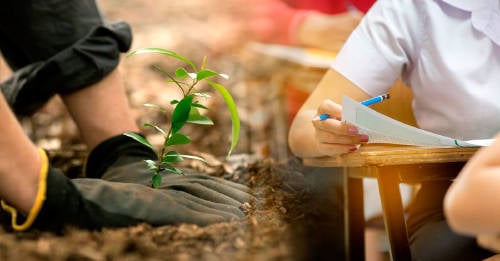 Todos los estudiantes deberán plantar 10 árboles para graduarse en Filipinas