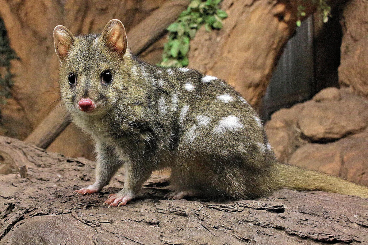 quolls quolls
