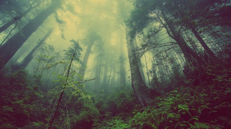 forest-931706_1920 forest-931706_1920