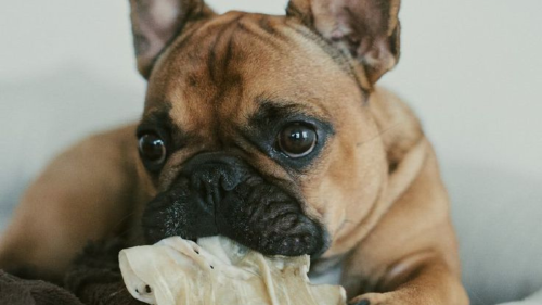 bulldog Impulsan proyecto que prohíbe la reproducción de animales braquicéfalos. (Foto: Pinterest)