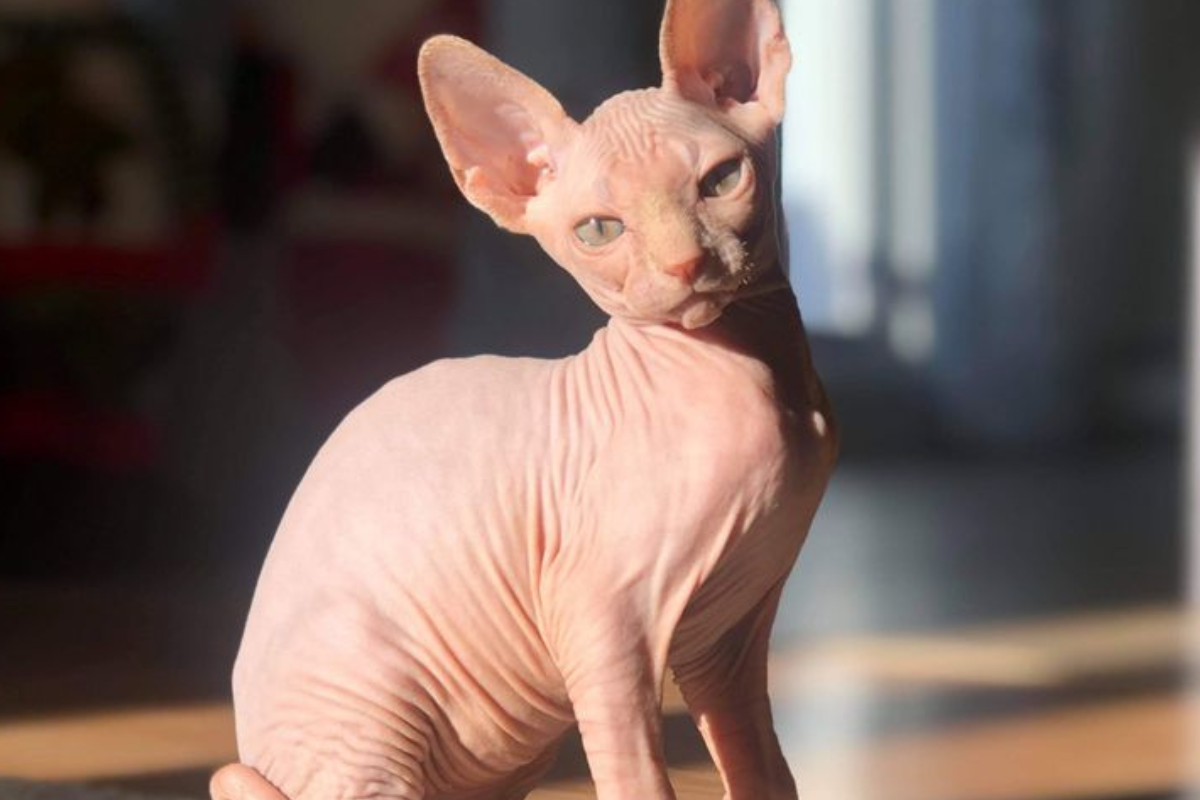 La decisión de Países Bajos reaviva el debate sobre la ética en la cría de animales de compañía. En distintos países europeos ya existen regulaciones que limitan la reproducción de razas con problemas respiratorios, óseos o dérmicos. (Imagen: Pinterest)