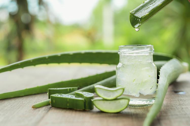 aloe vera plantas antiarrugas