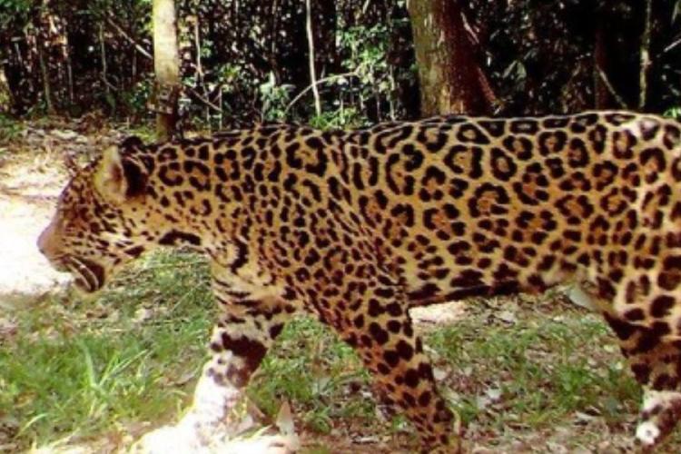 yaguarete.jpg El yaguareté (Panthera onca) es el mayor felino de América y uno de los más amenazados del continente.