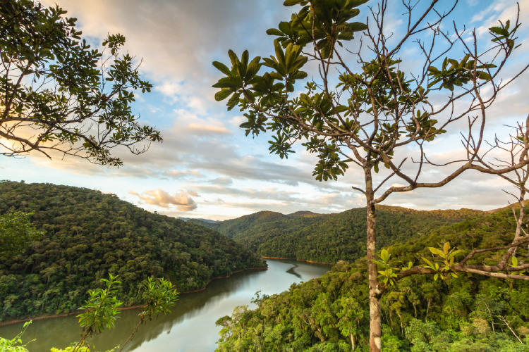 brasil bosque AdobeStock_588128792