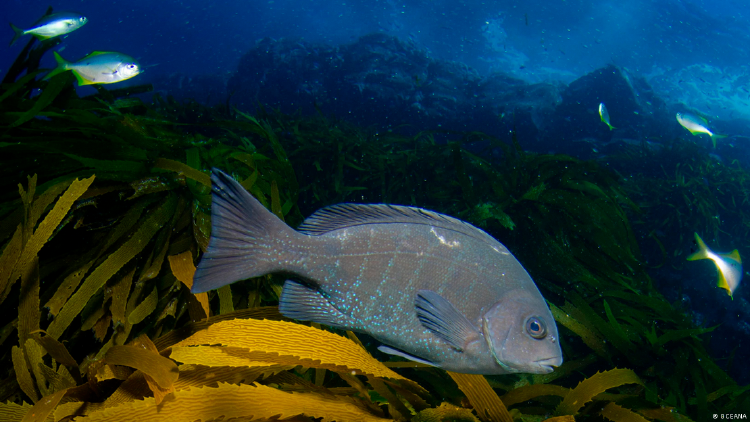 68380802_906 68380802_906