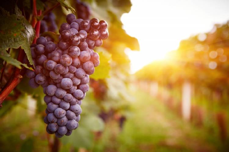 uvas Racimo de uvas en un viñedo