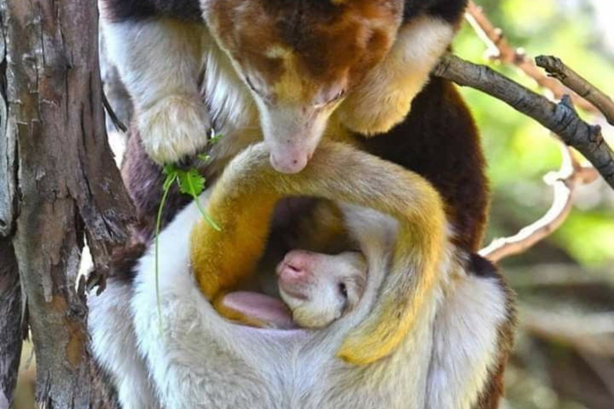 canguro Es un marsupial que habita los bosques tropicales de Nueva Guinea. (Foto: Pinterest)