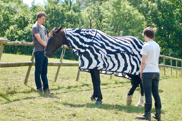 Caballo con vestimenta de cebra con rayas