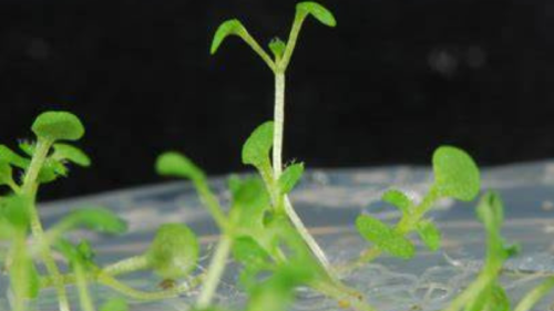 plantas Regeneración de las plantas: se descifran secretos impensados gracias a un equipo de investigadores del CONICET (Foto: researchgate.net)
