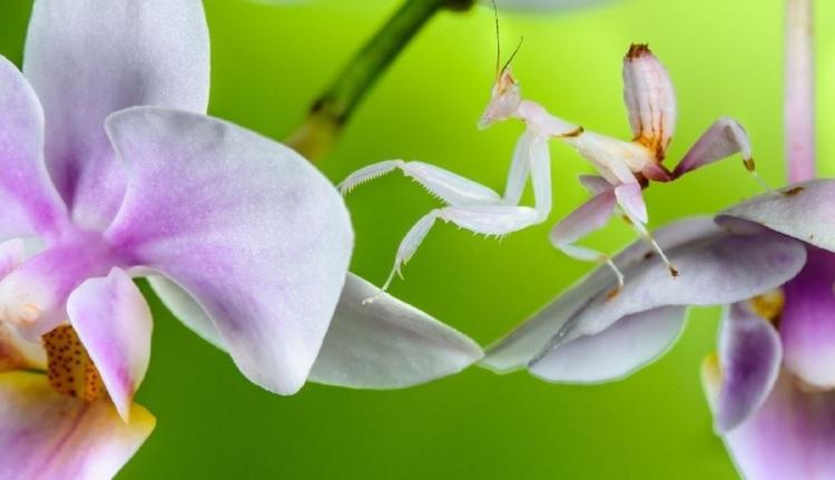 la coloracion de la mantis de las flores es un ejemplo de mimetismo agresivo