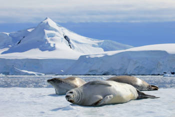 focas antartida hielo