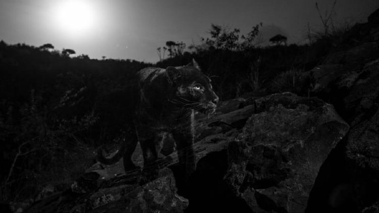 leopardo negro 2 leopardo negro 2