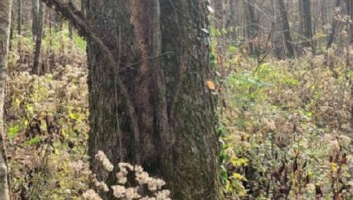 L36M3YB775FQXBSH3GNFOVJ4YM L36M3YB775FQXBSH3GNFOVJ4YM