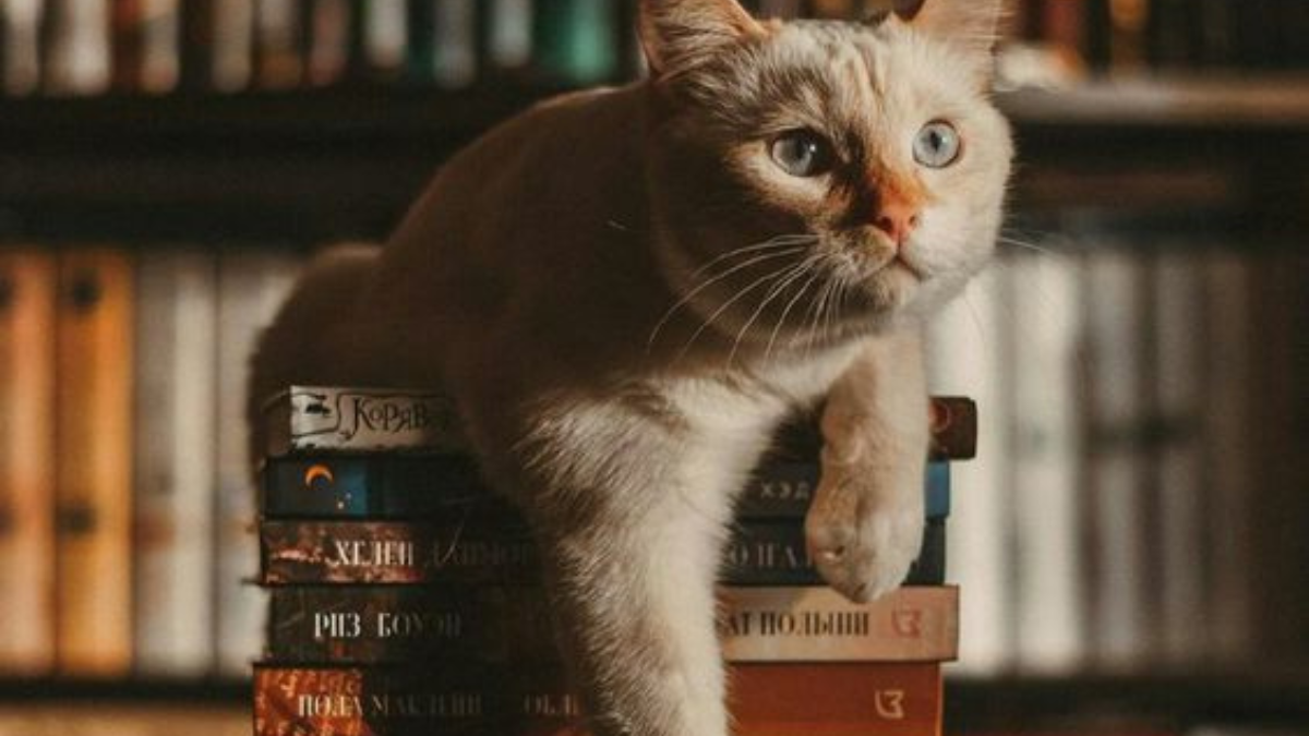 Los gatos viven en la librería con la posibilidad de ser adopatodos (Foto: Pinterest)