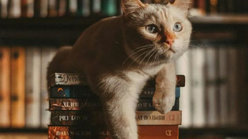 libreria gato Los gatos viven en la librería con la posibilidad de ser adopatodos (Foto: Pinterest)