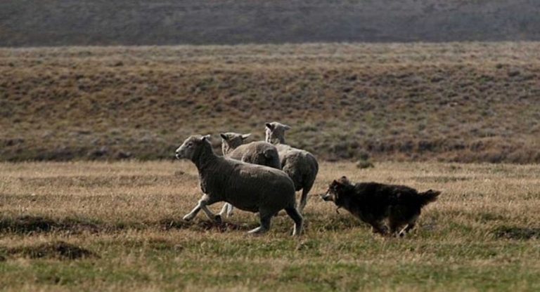 Perros asilvestrados acosando a ovejas en Tierra del Fuego