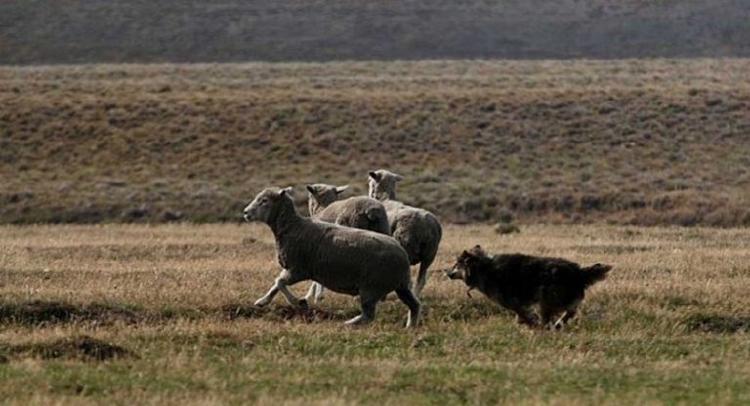 Perros asilvestrados y ovejas Perros asilvestrados acosando a ovejas en Tierra del Fuego