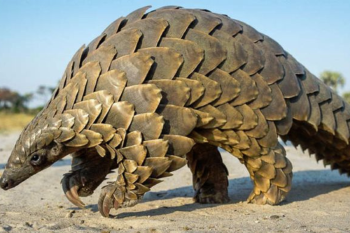 pangolin ¿Qué especies representan un riesgo y por qué? La ciencia ya tiene pistas. (Imagen: Pinterest)