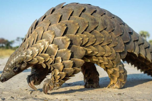pangolin ¿Qué especies representan un riesgo y por qué? La ciencia ya tiene pistas. (Imagen: Pinterest)
